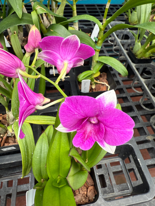 Dendrobium Burana 'Paragon' orchid