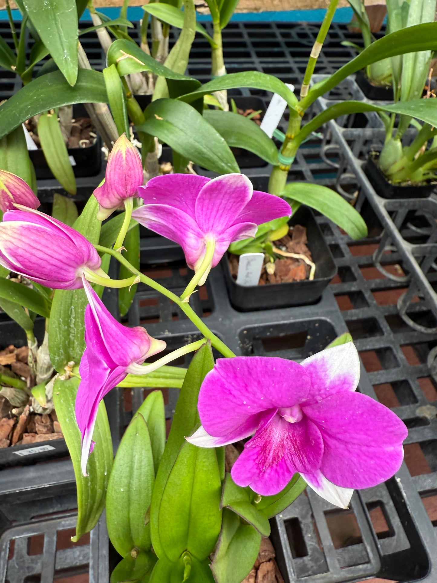 Dendrobium Burana 'Paragon' orchid