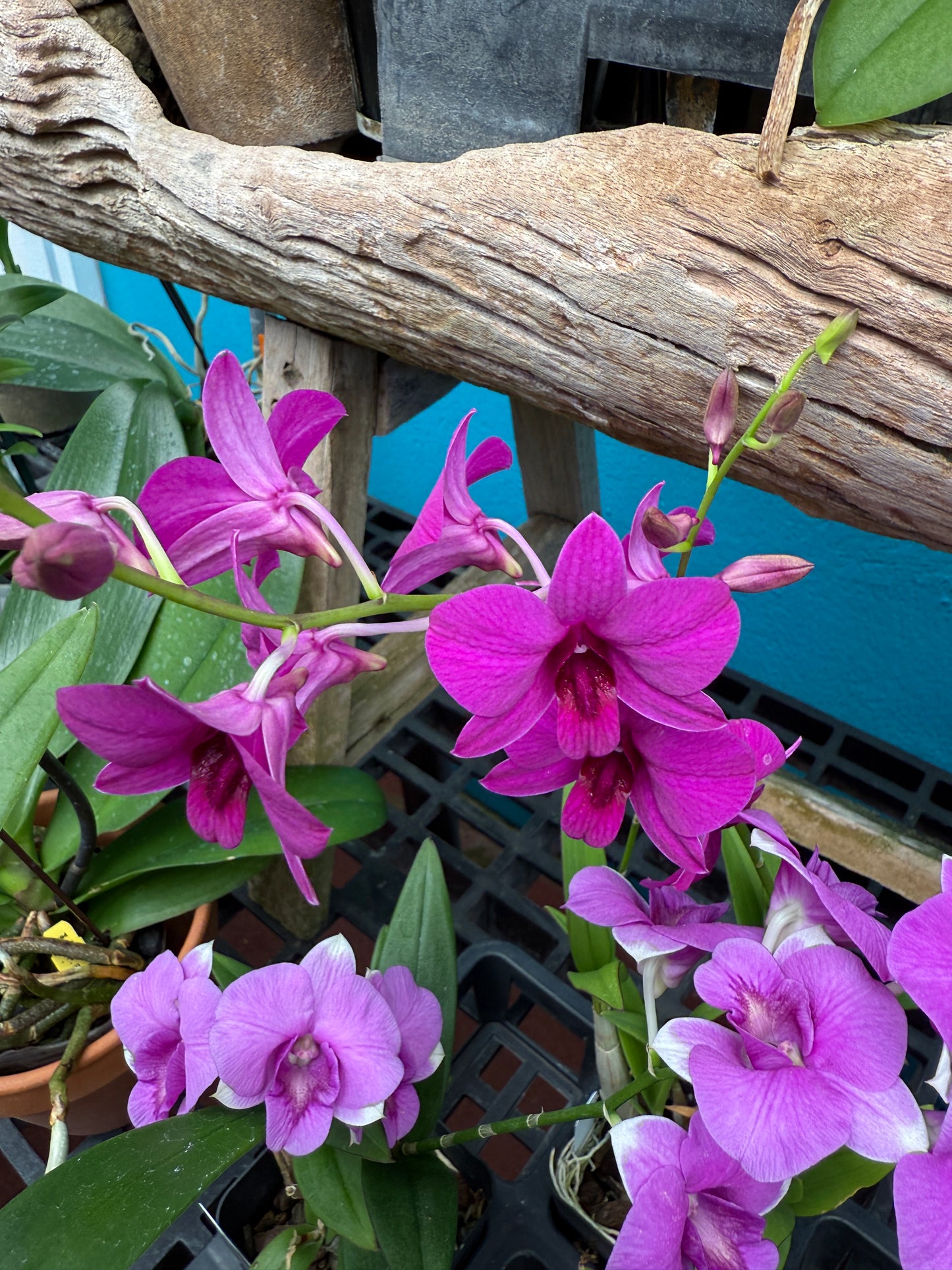 Dendrobium orchid, in bud (growers choice)