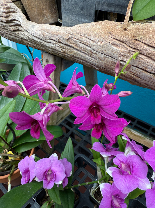 Dendrobium orchid in bloom or spike (growers choice)
