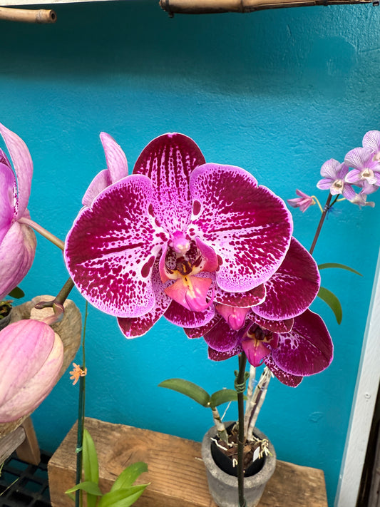 Phalaenopsis Flare orchids -exotic patterns-growers choice