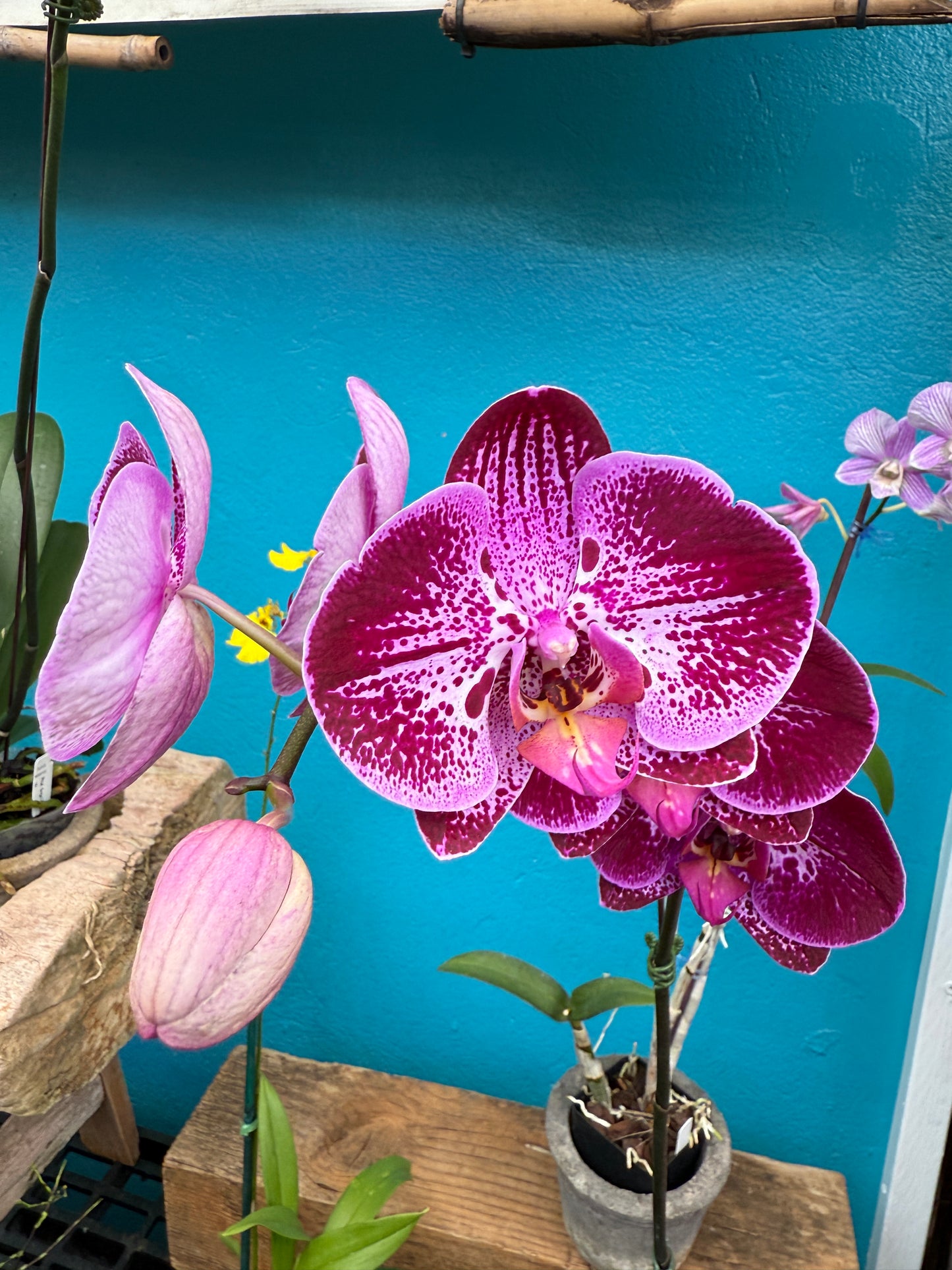 Phalaenopsis Flare orchids -exotic patterns-growers choice