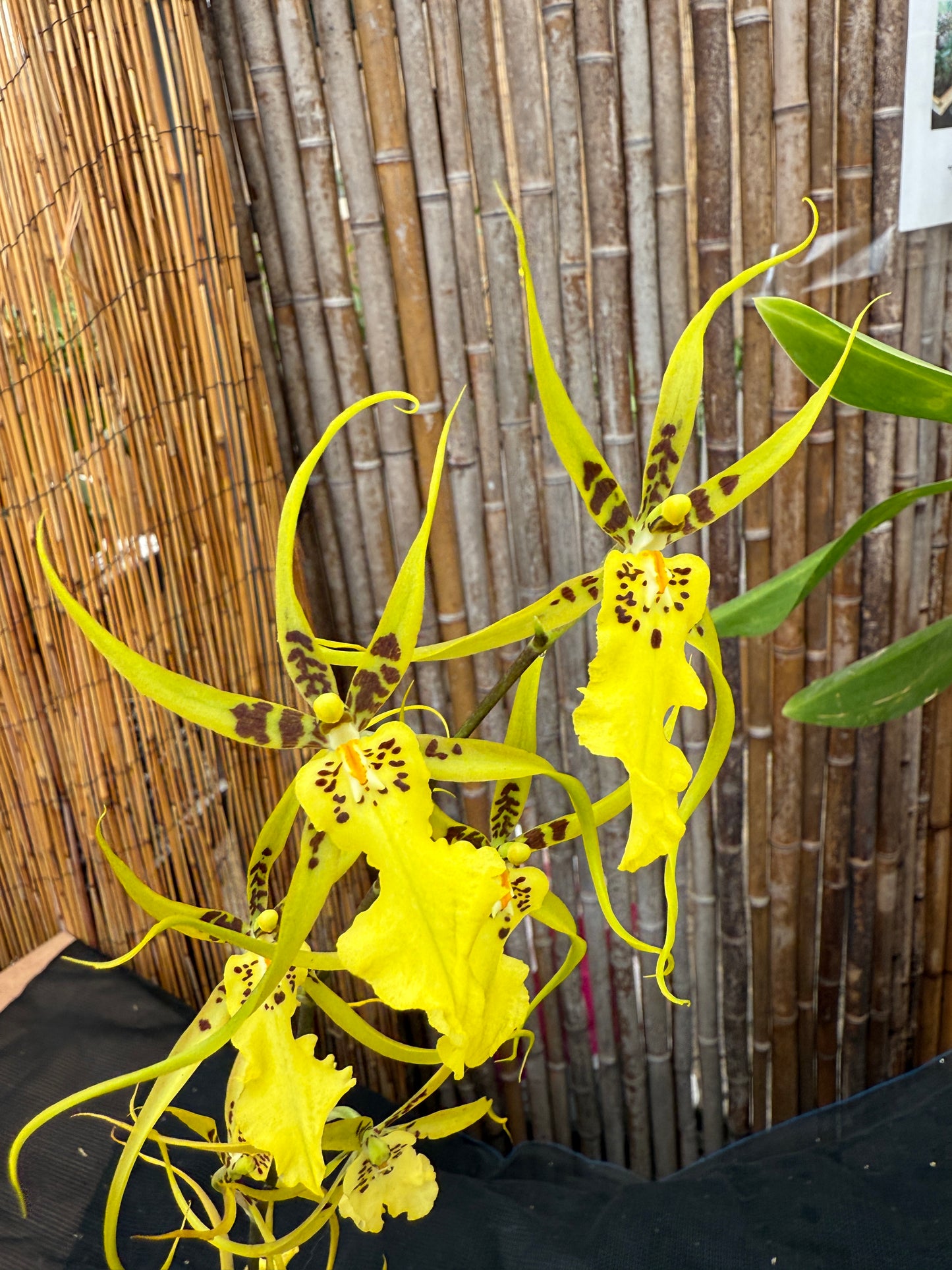 Brassidium Gilded Urchin 'Onterio'