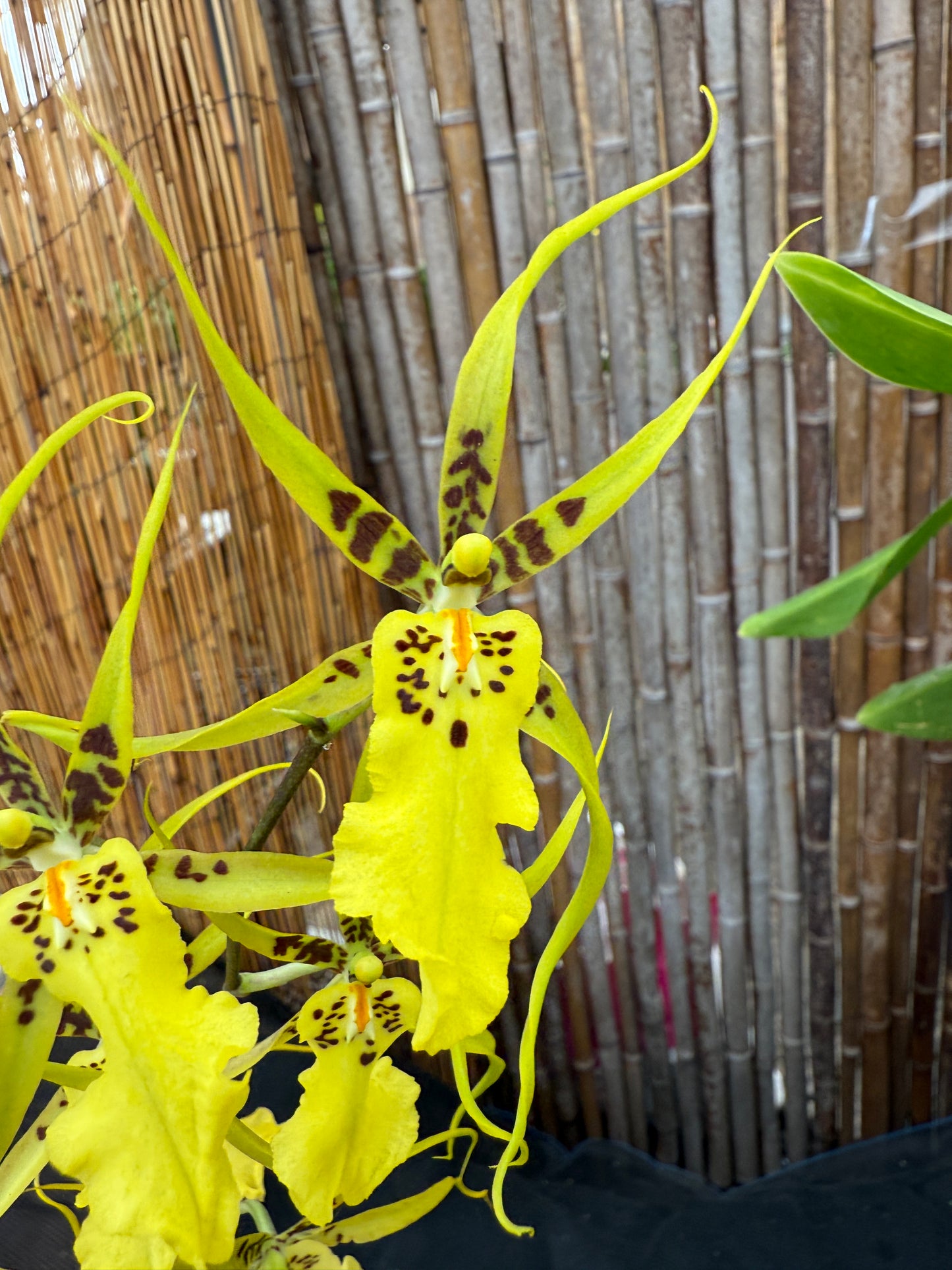 Brassidium Gilded Urchin 'Onterio'
