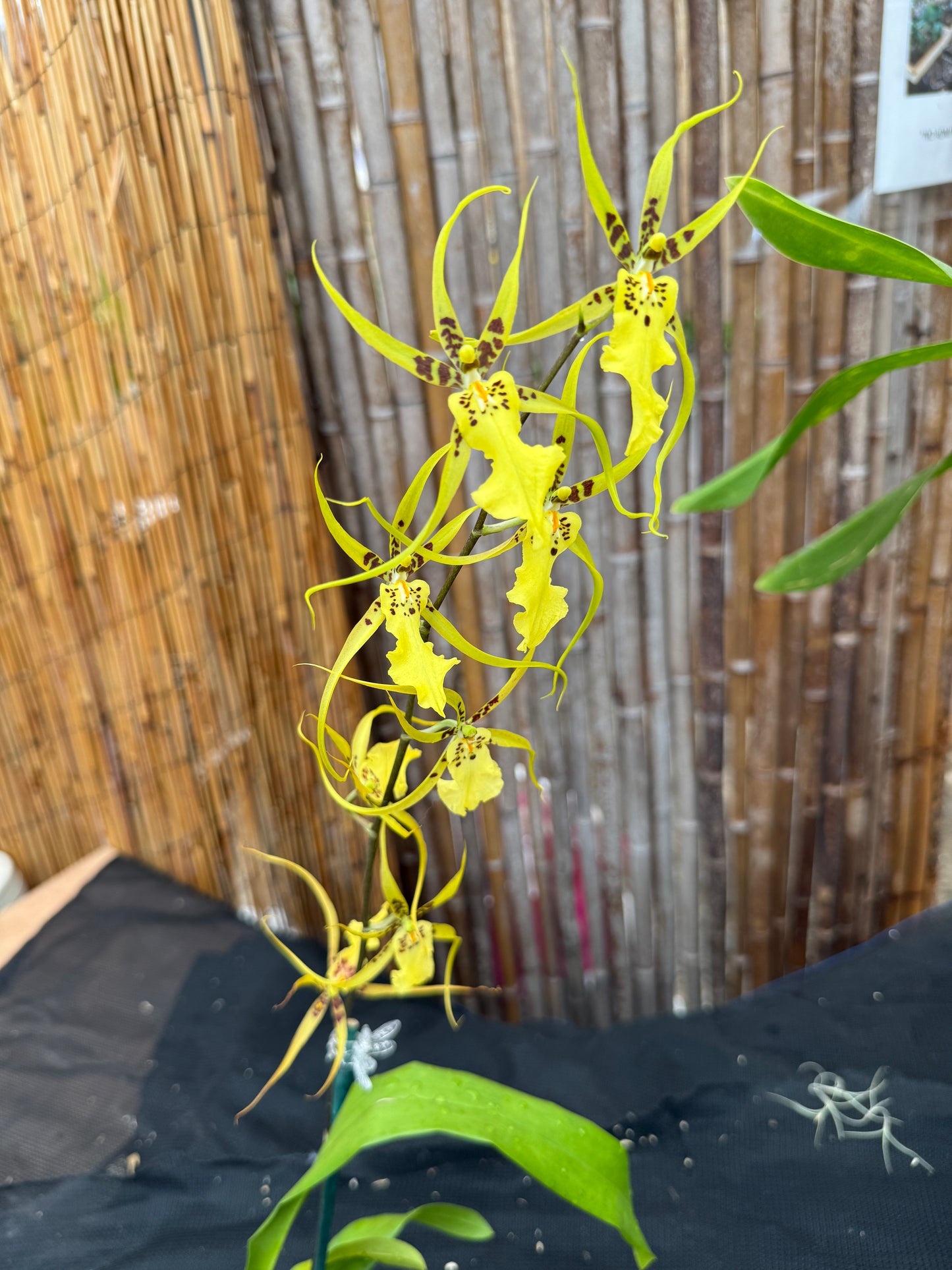 Brassidium Gilded Urchin 'Onterio'