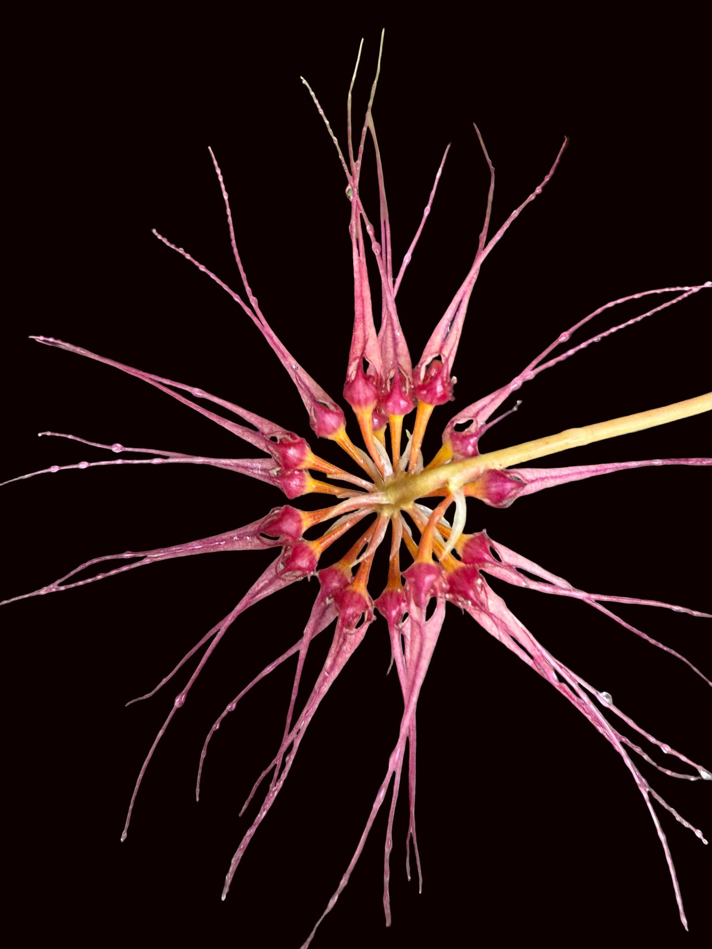 Bulb.surigaense x gracillimum (Kalamantan)