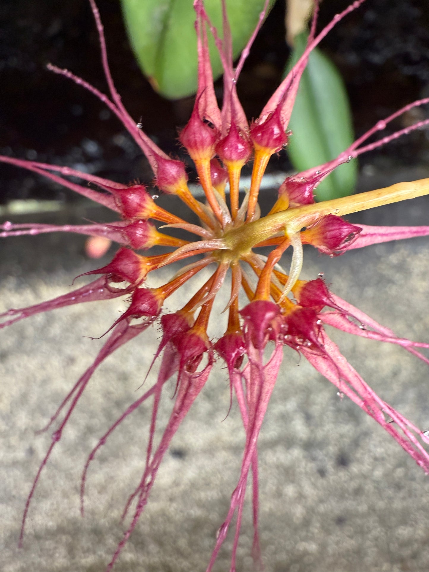 Bulb.surigaense x gracillimum (Kalamantan)