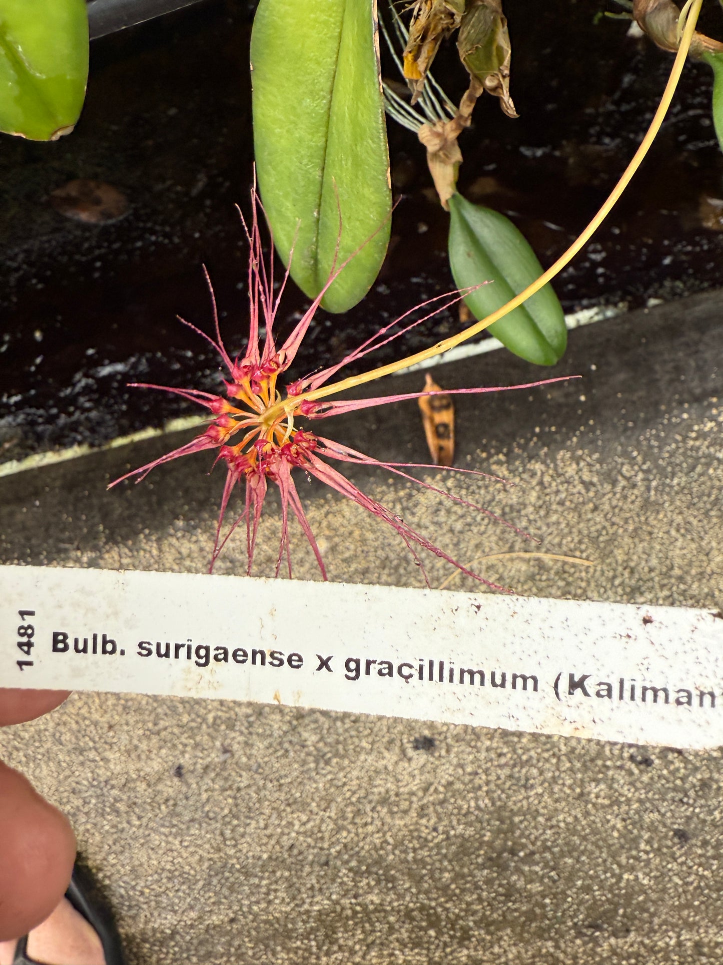 Bulb.surigaense x gracillimum (Kalamantan)