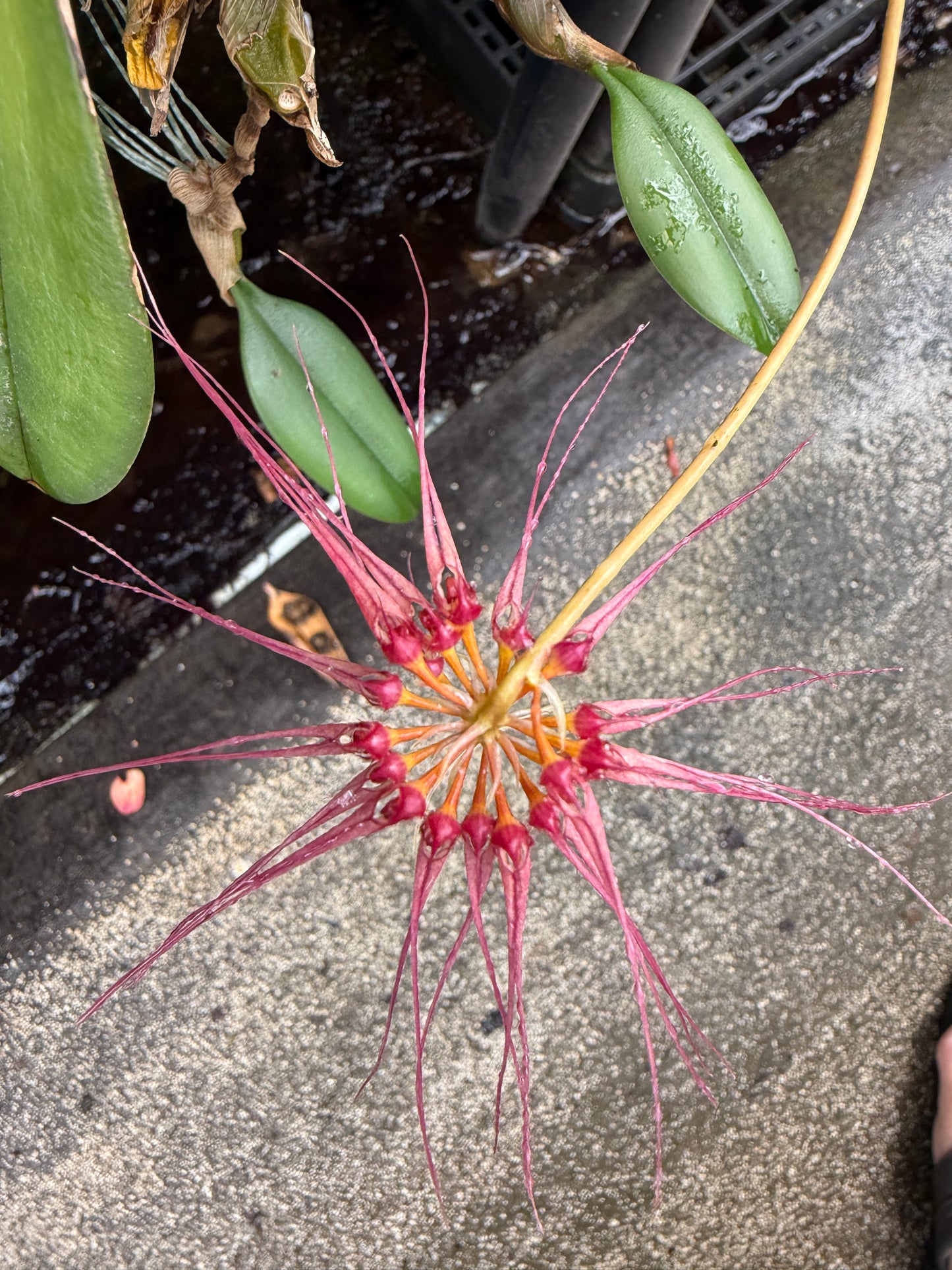 Bulb.surigaense x gracillimum (Kalamantan)