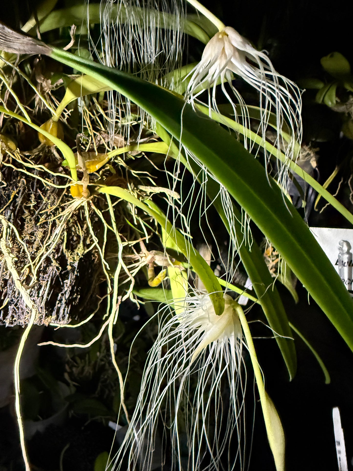 Bulbophyllum Medusae orchid