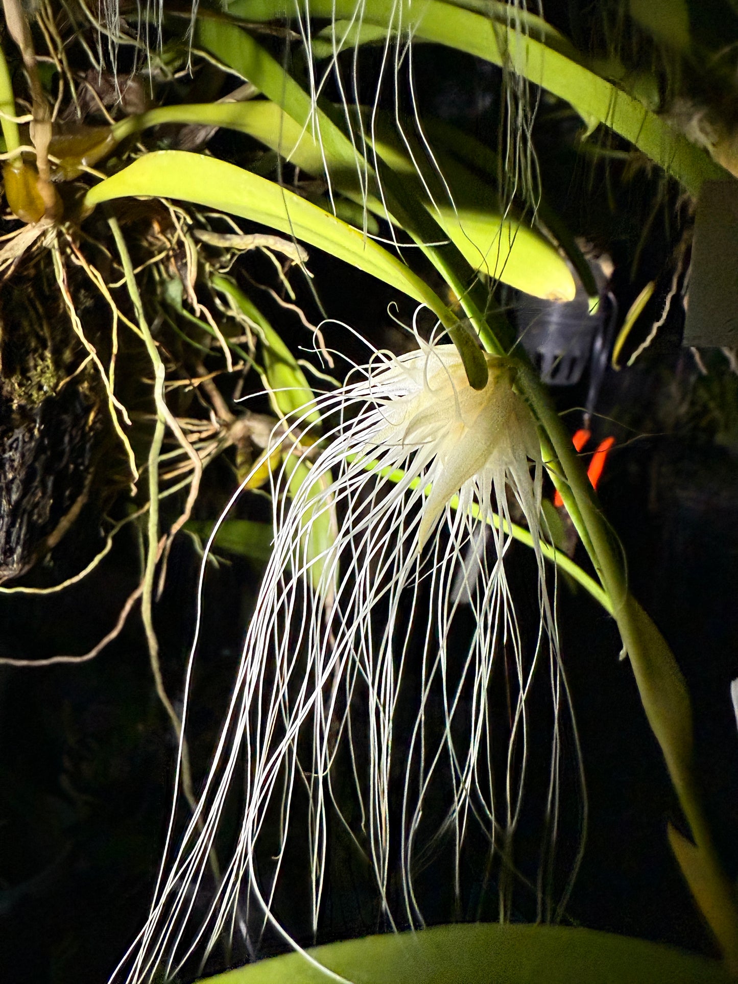 Bulbophyllum Medusae orchid