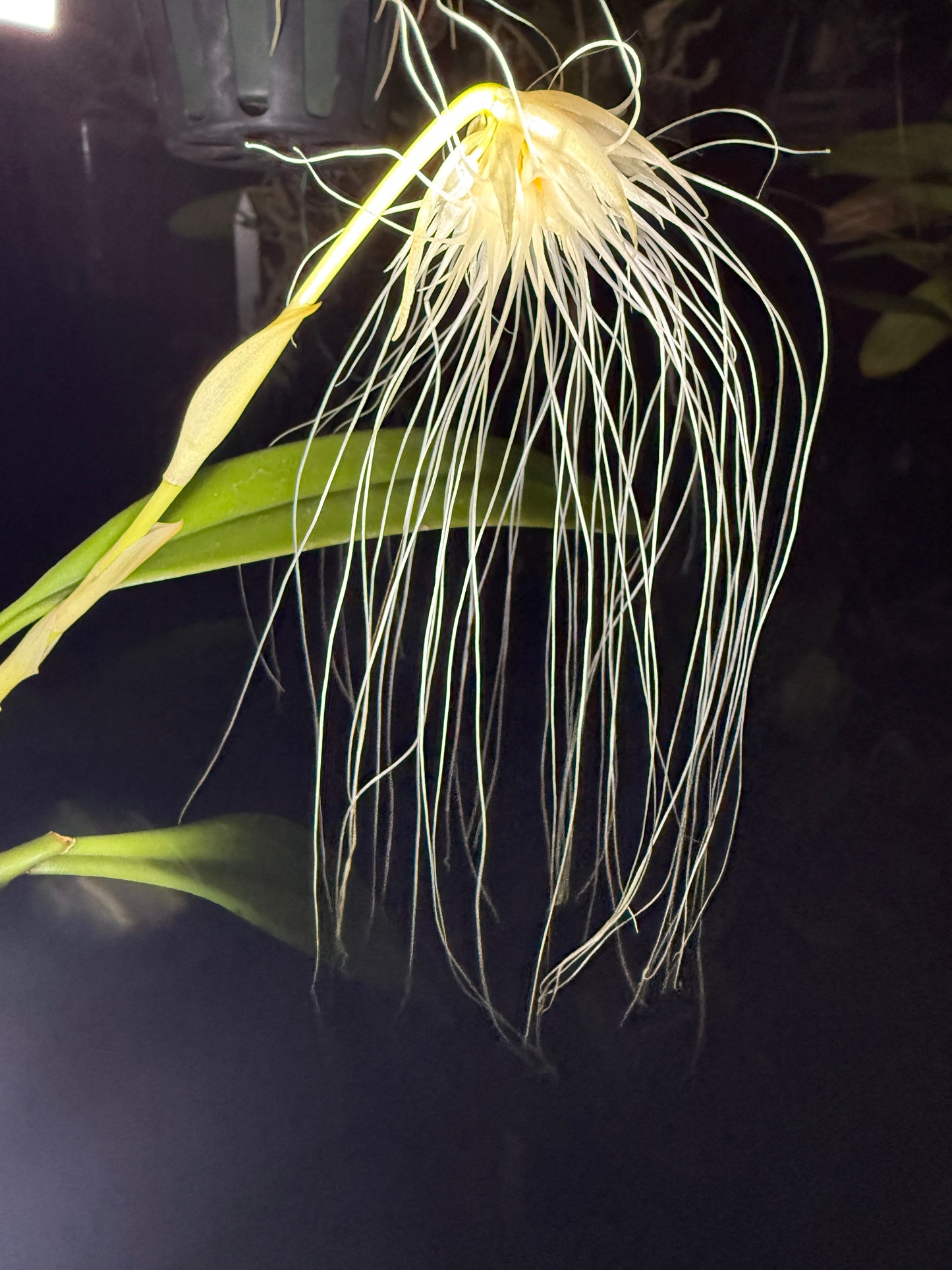 Bulbophyllum Medusae orchid