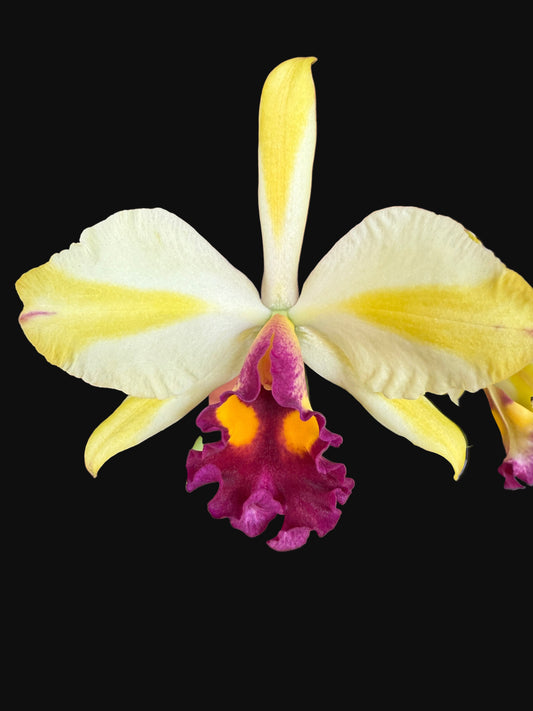 Rth. Fu Shu Glory 'Happy Holiday'