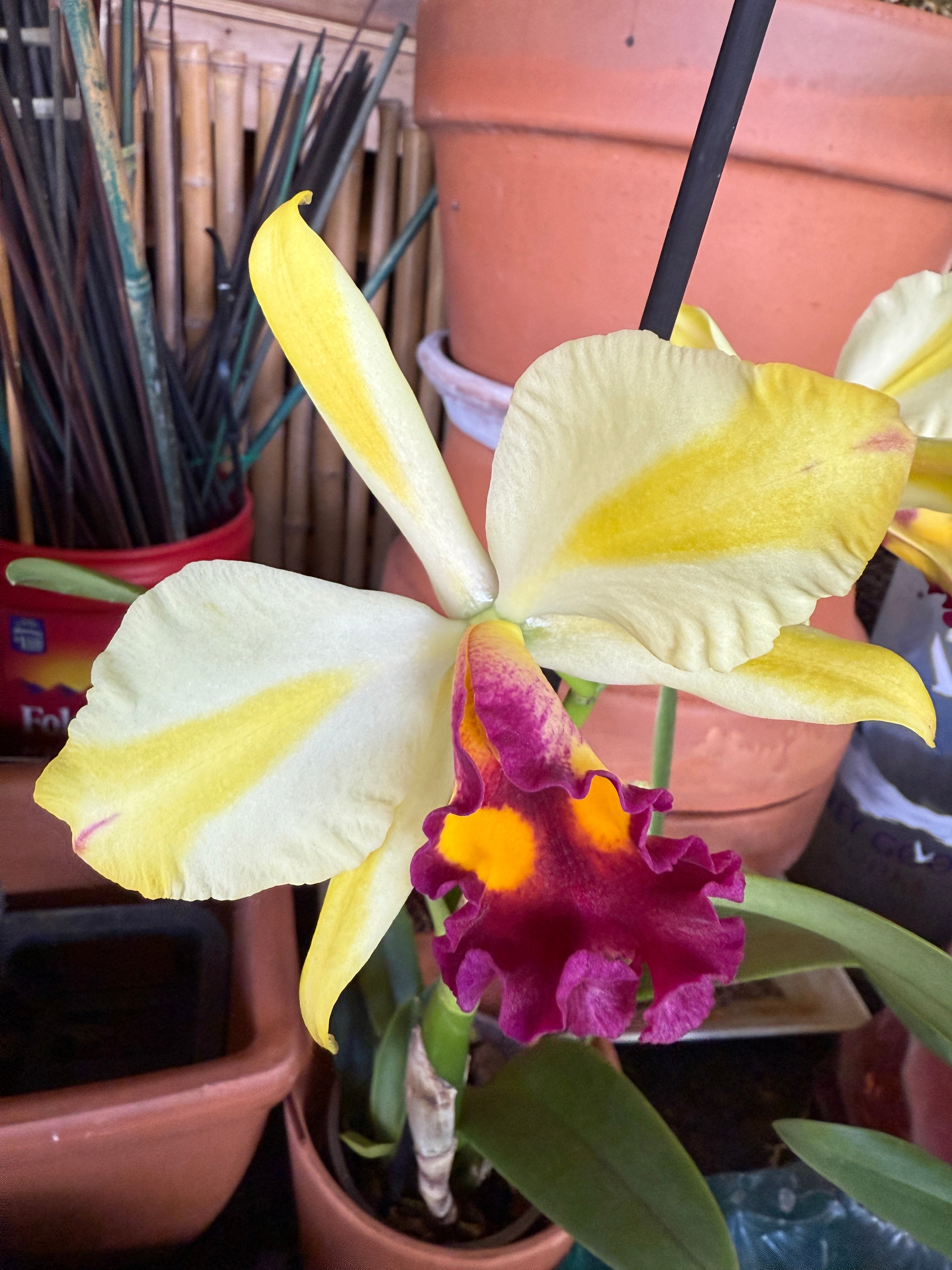 Rth. Fu Shu Glory 'Happy Holiday' – Orchid Alley
