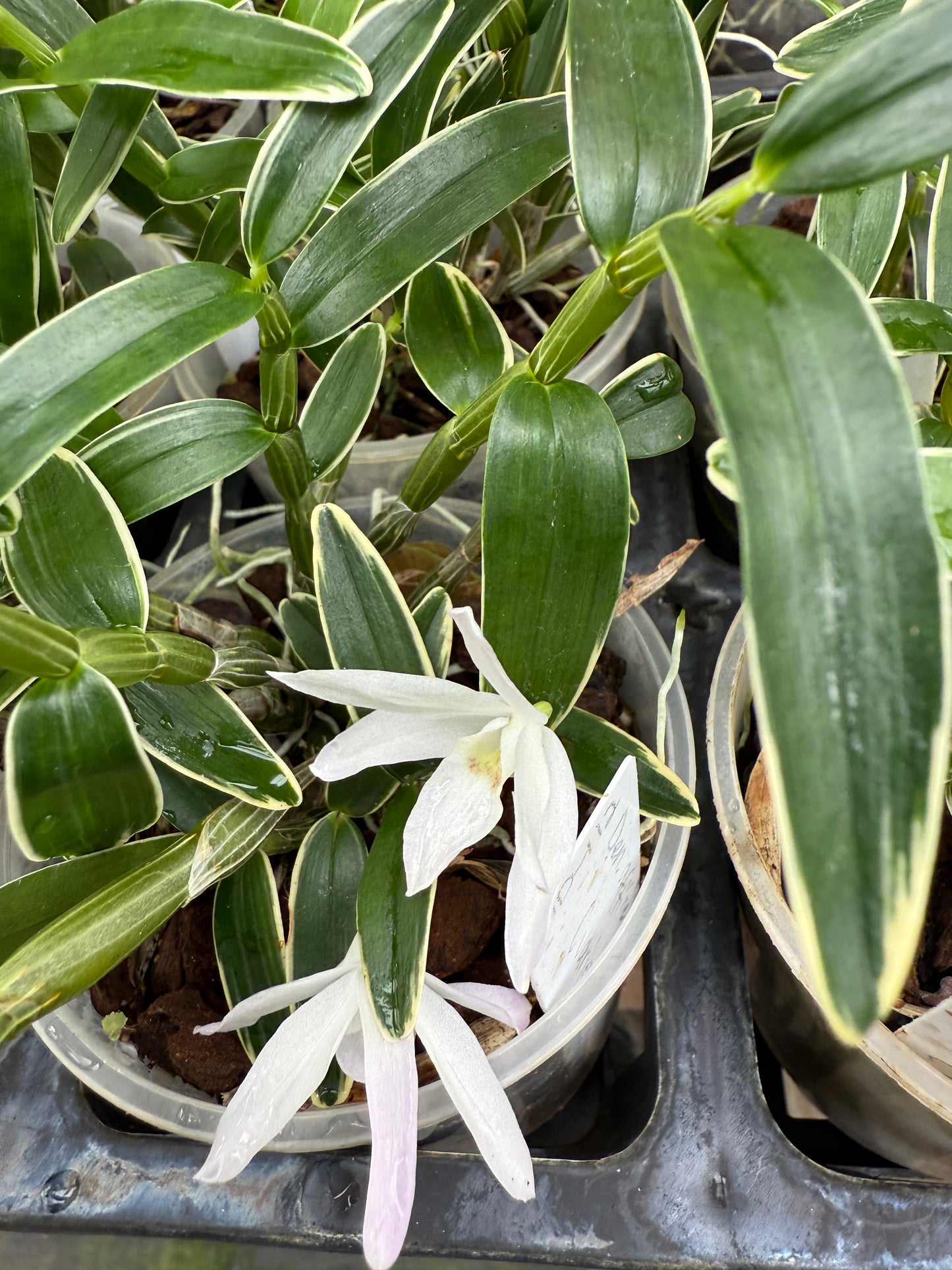 Den. affine moniliforme, varigated, species, orchid
