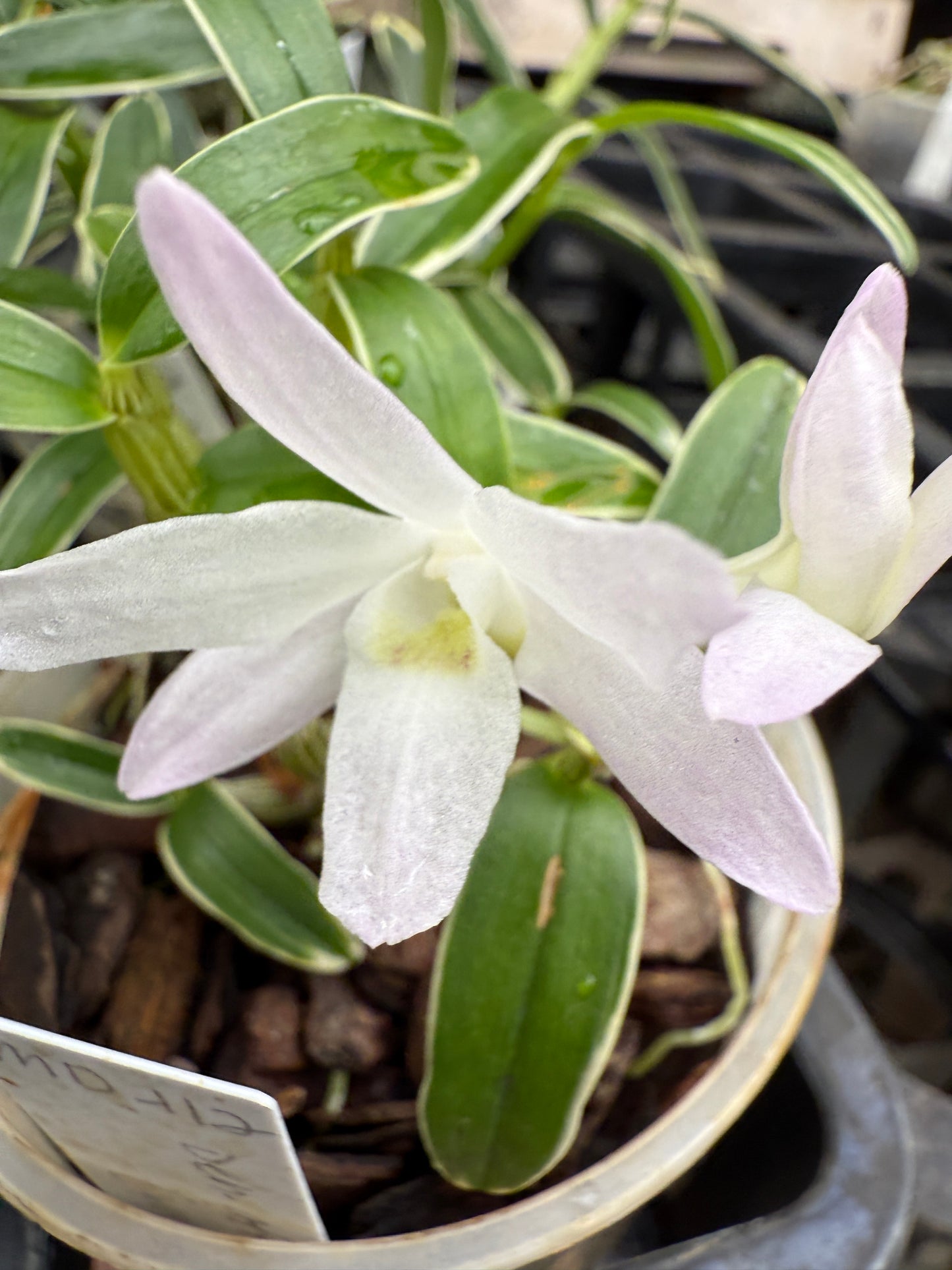 Den. affine moniliforme, varigated, species, orchid