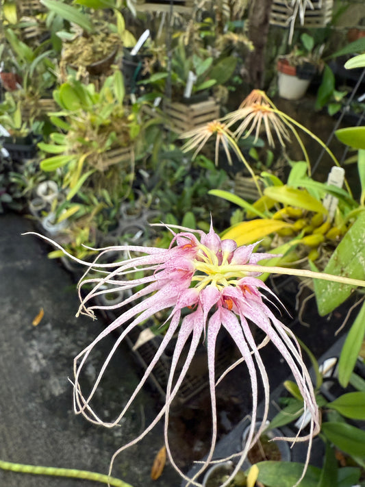 Bulb. Worayuth White Fang x Lion King