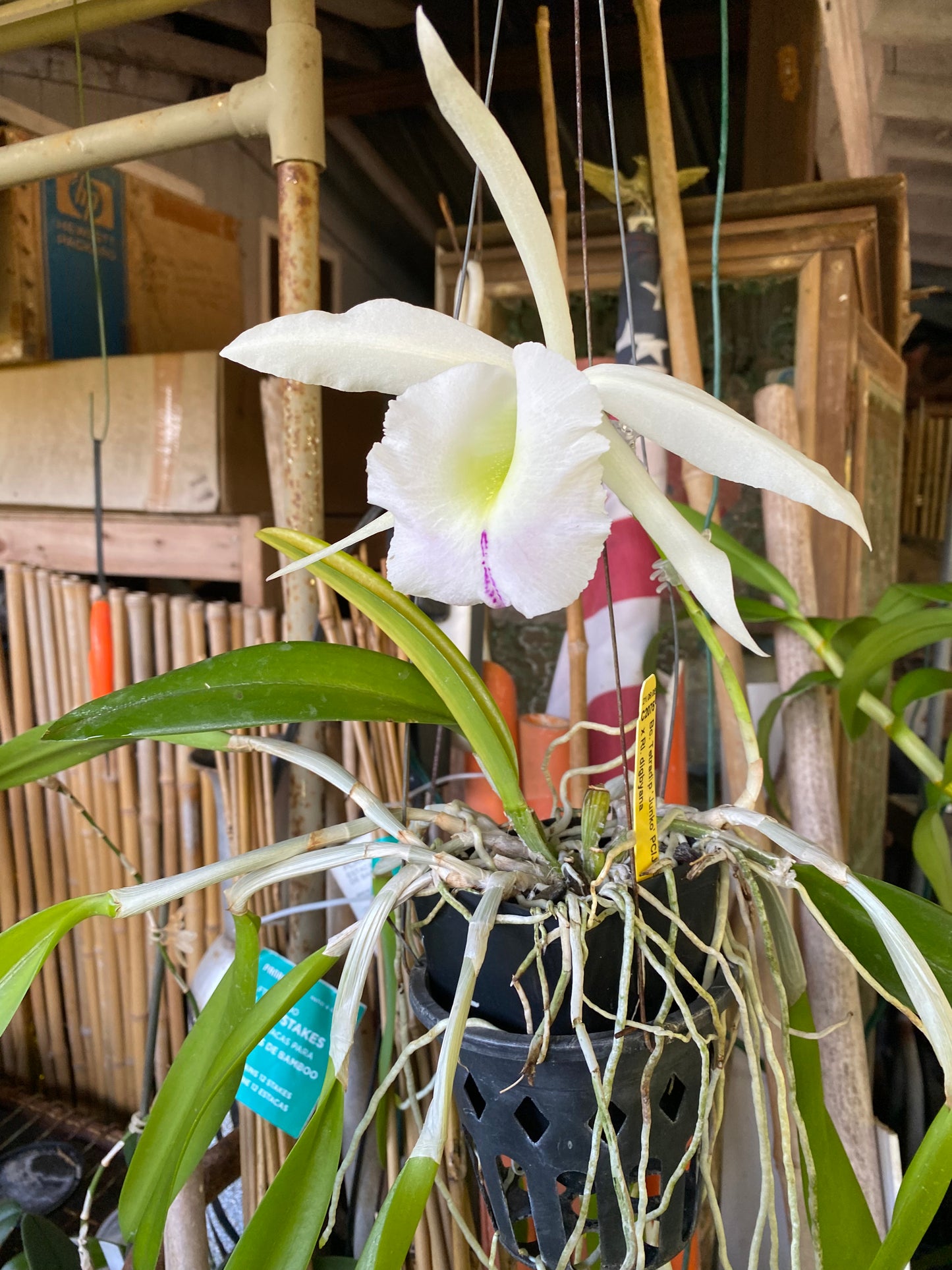 Bc.Tetradip 'Junko' x Rhyncolaelia Digbyana