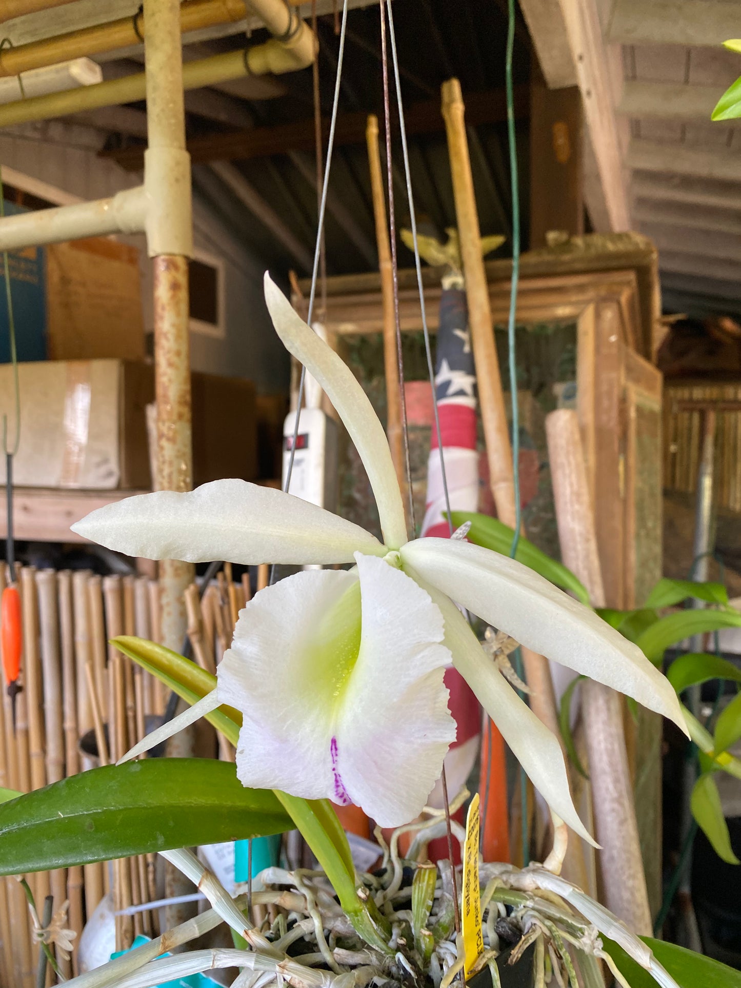Bc.Tetradip 'Junko' x Rhyncolaelia Digbyana