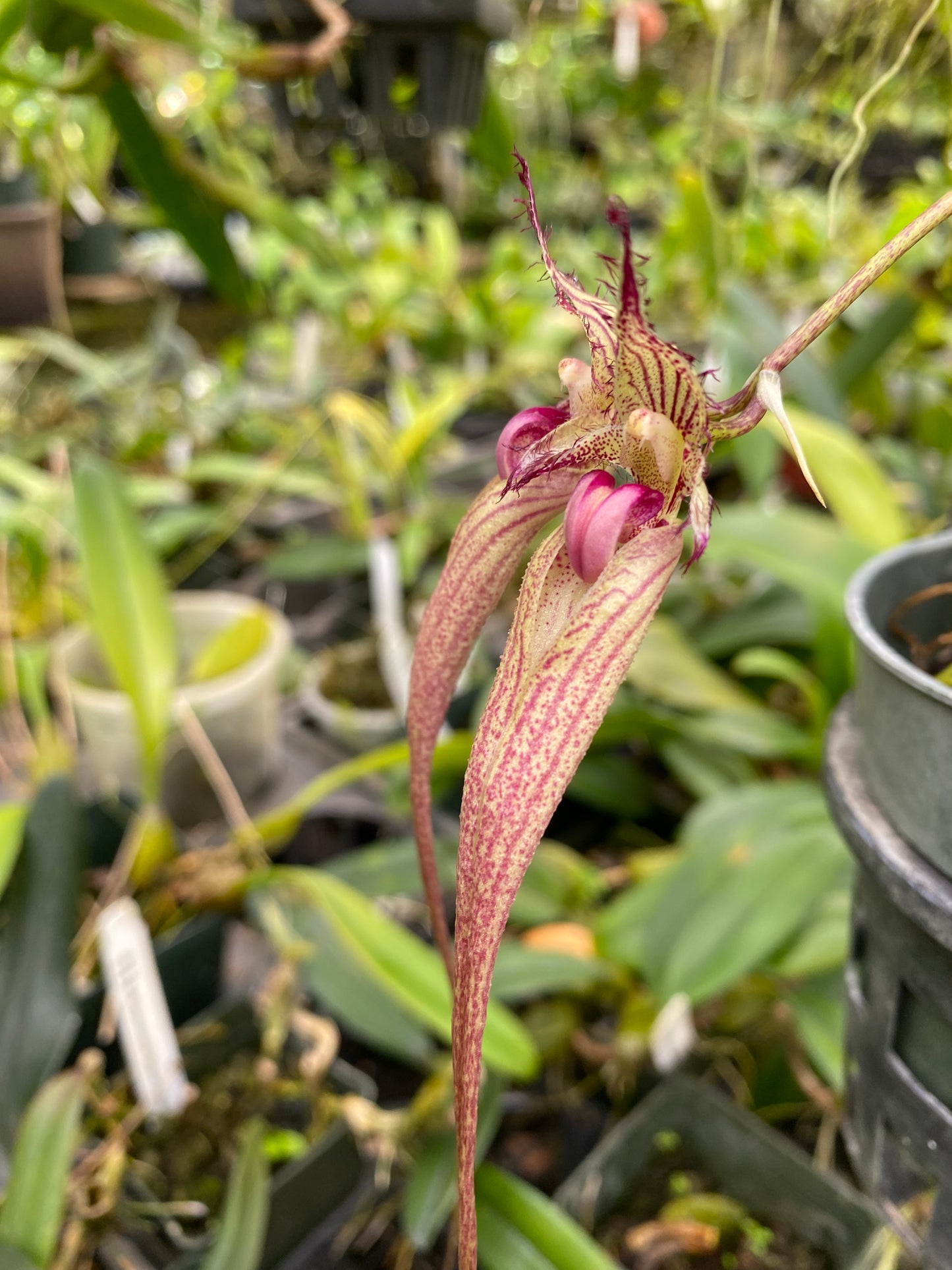 Bulbophyllum Santa Clause orchid