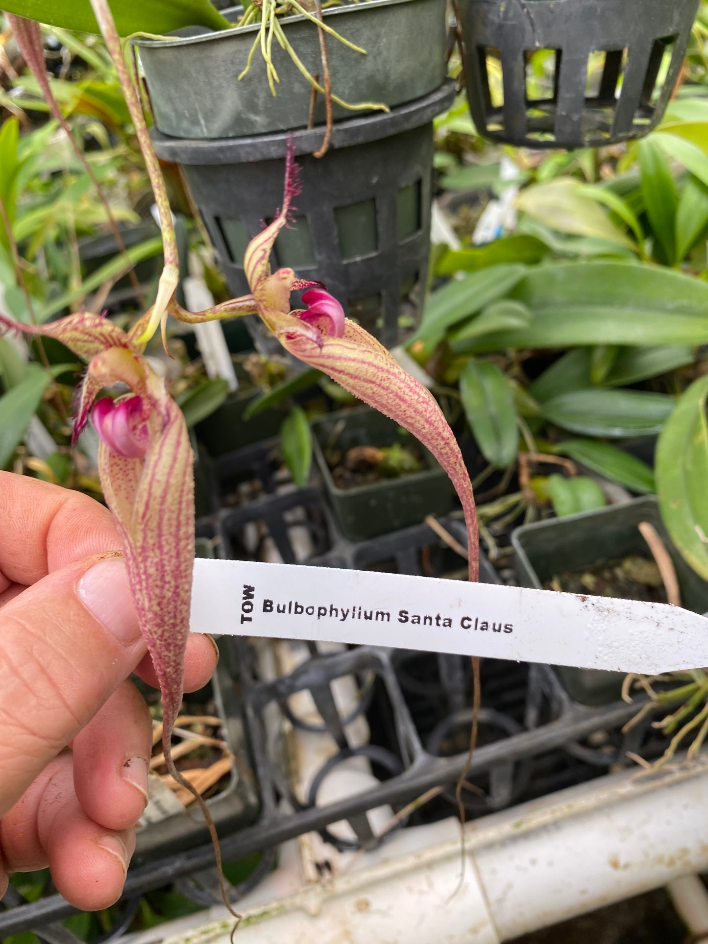 Bulbophyllum Santa Clause orchid