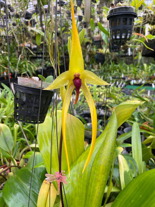 Bulbophyllum Wilber Chang