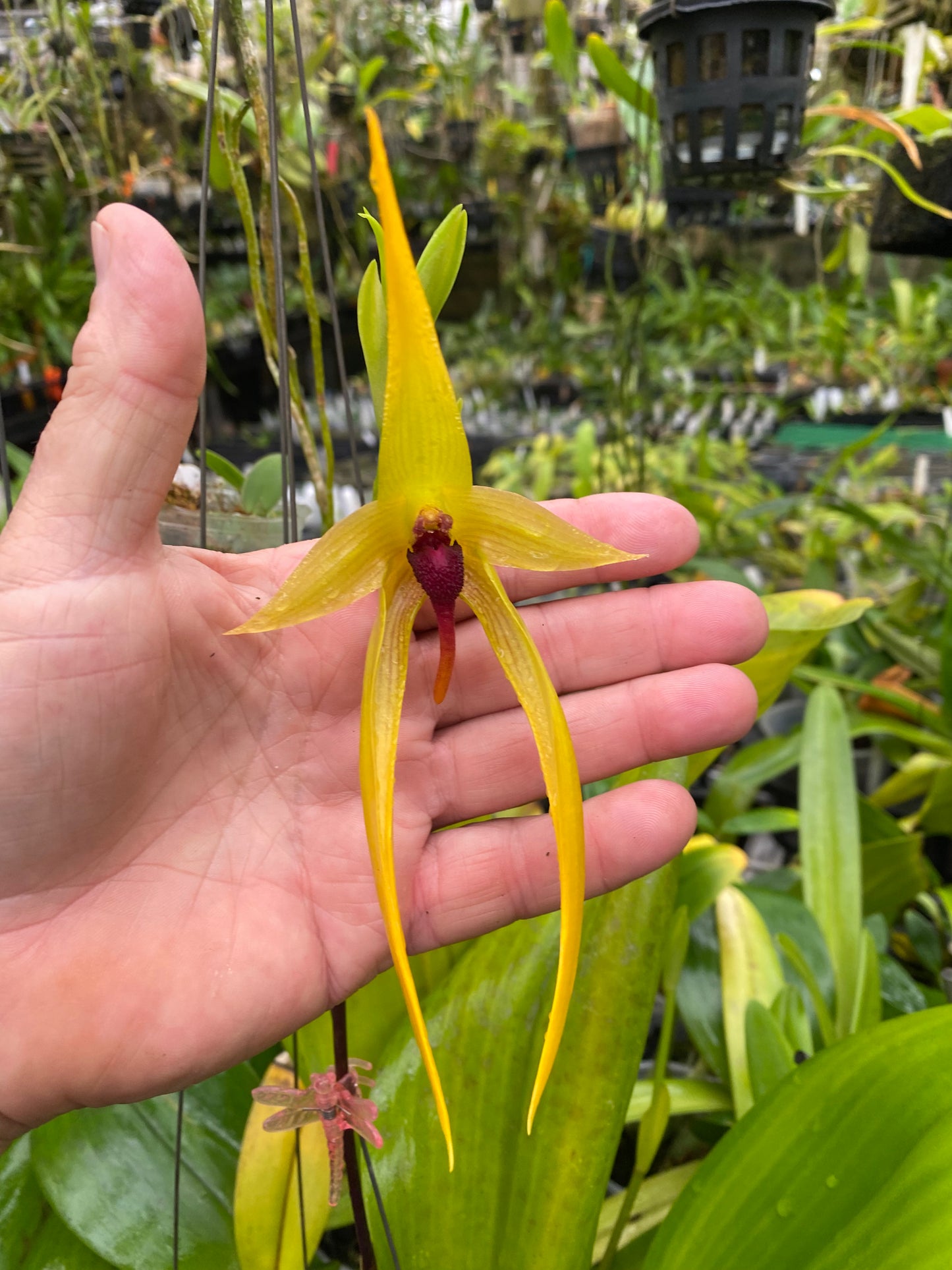 Bulbophyllum Wilber Chang
