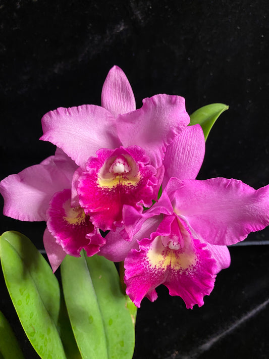 Pot. Hsinying Pink Doll 'Hsinying'