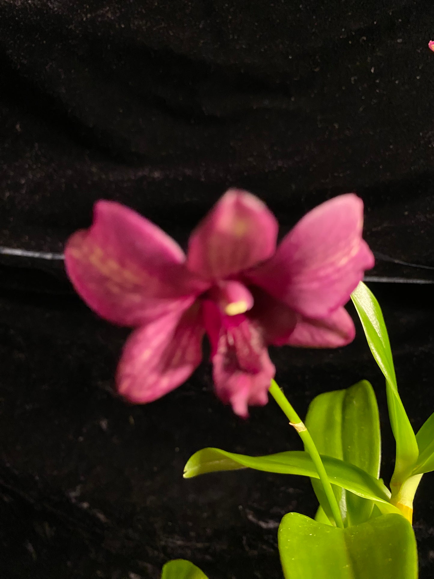 Den. Green - Purple Veins (New Hybrid!)