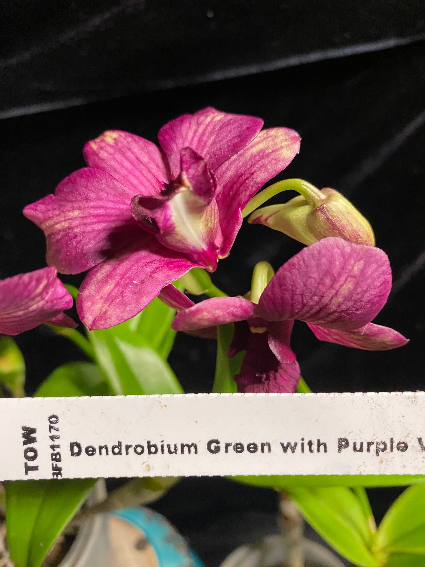 Den. Green - Purple Veins (New Hybrid!)