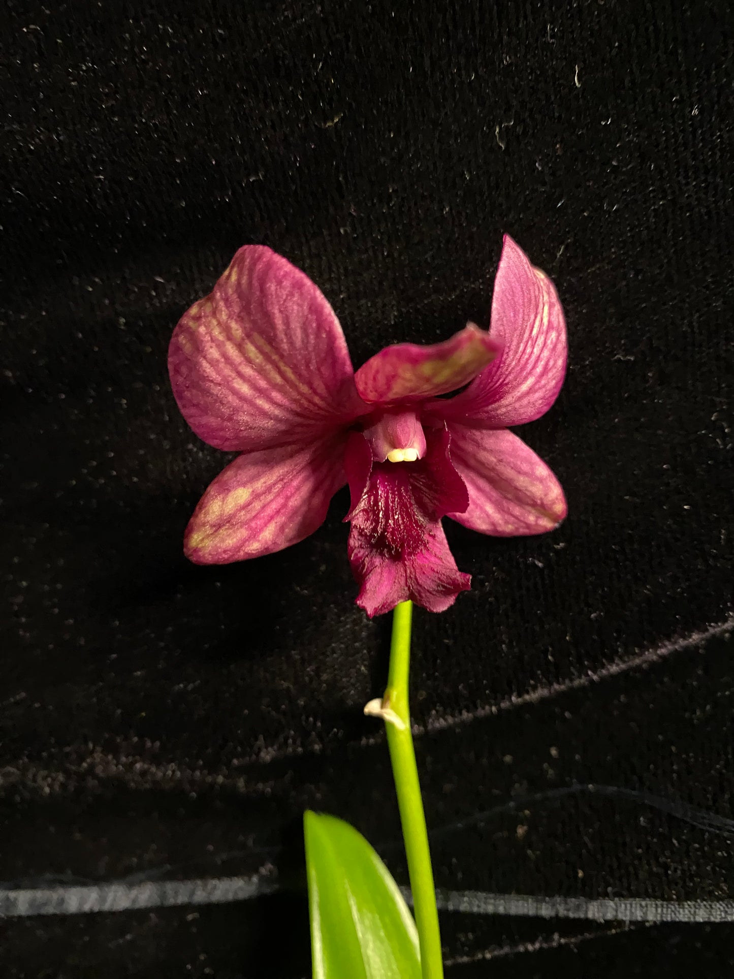 Den. Green - Purple Veins (New Hybrid!)