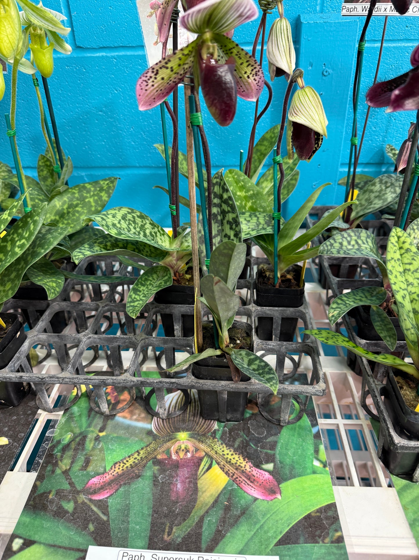 Paph. Maudiae white, puple, multi color 3" pot Growers Choice