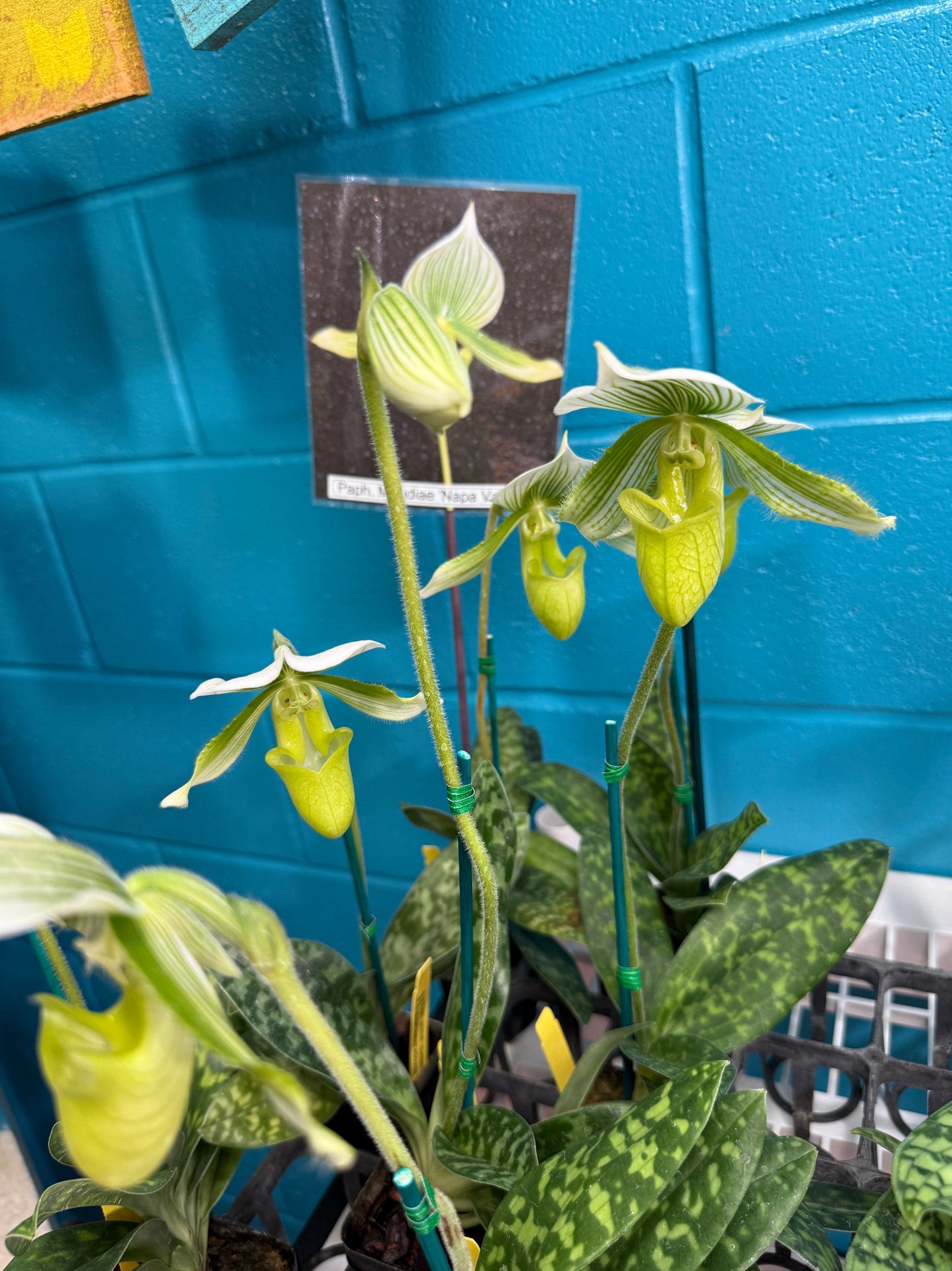 Paph. Maudiae White with green striped dorsal 2"-3" pot orchid - Growers Choice