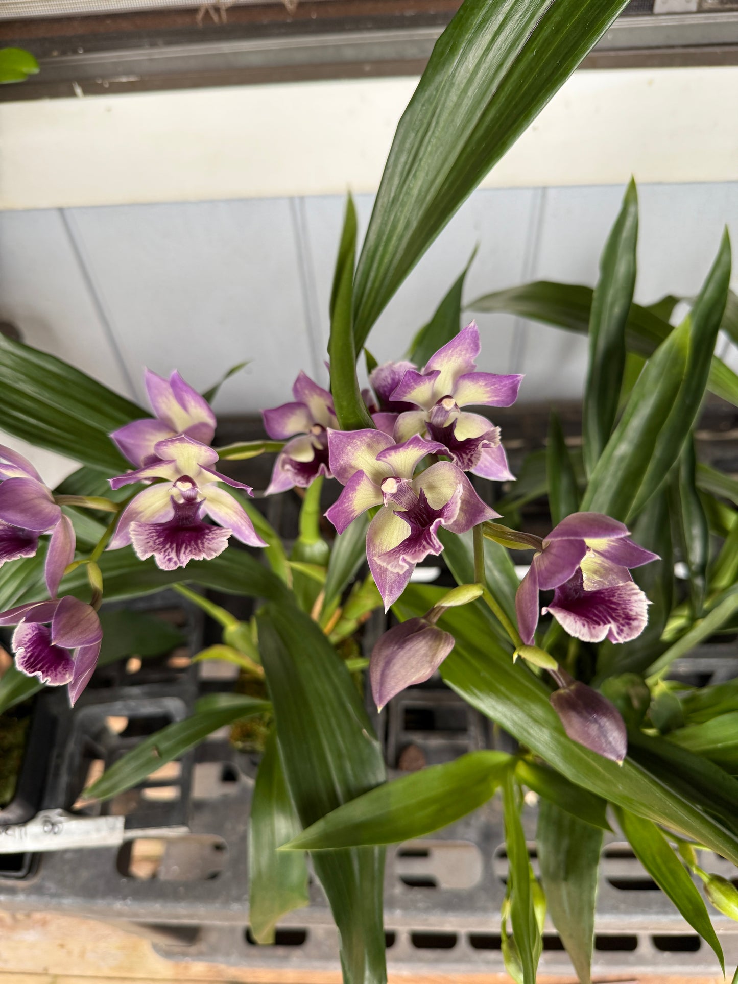 Zygonisia Cynosure 'Blue Birds' orchid