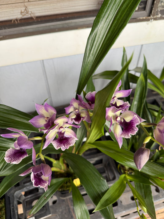 Zygonisia Cynosure 'Blue Birds' orchid