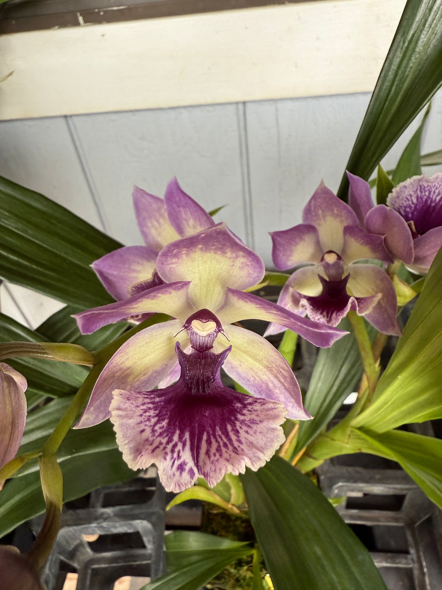 Zygonisia Cynosure 'Blue Birds' orchid