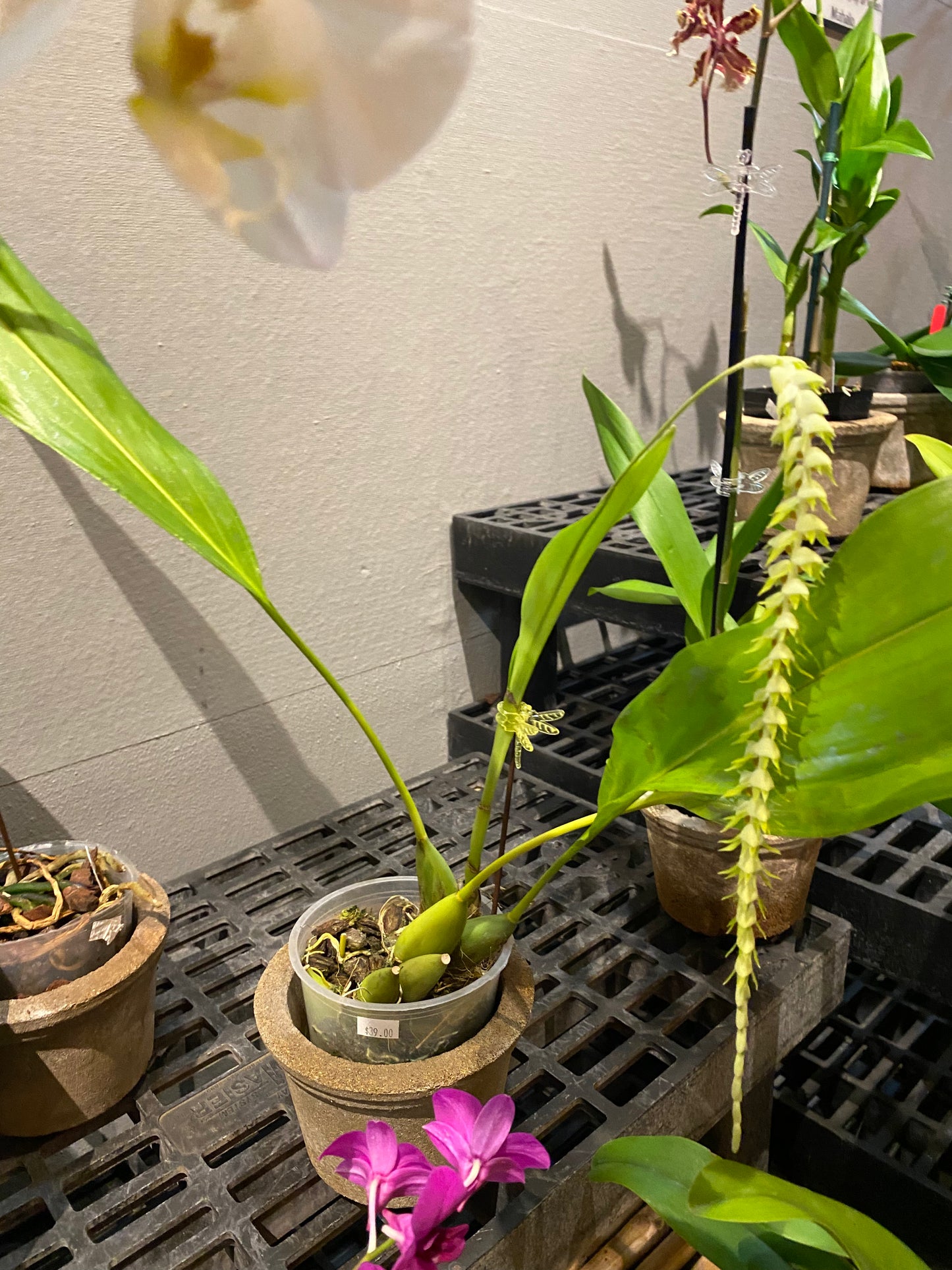 Dendrochilum Magnum