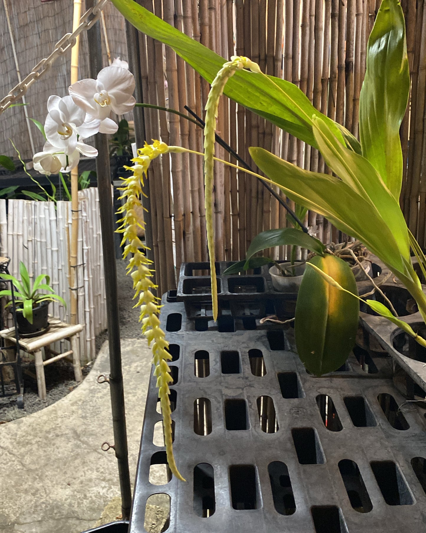 Dendrochilum Magnum