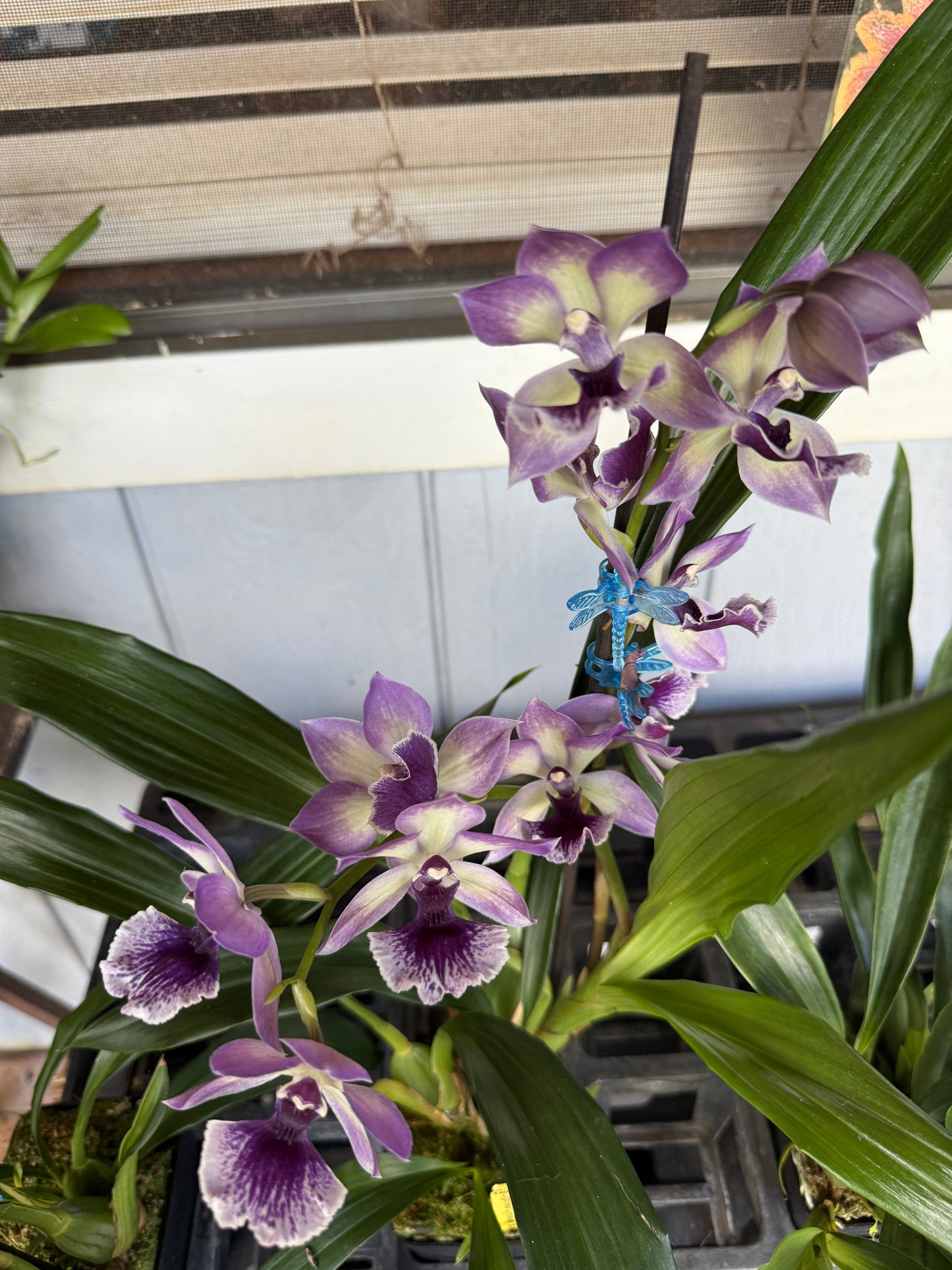 Zygonisia Cynosure 'Blue Birds' orchid