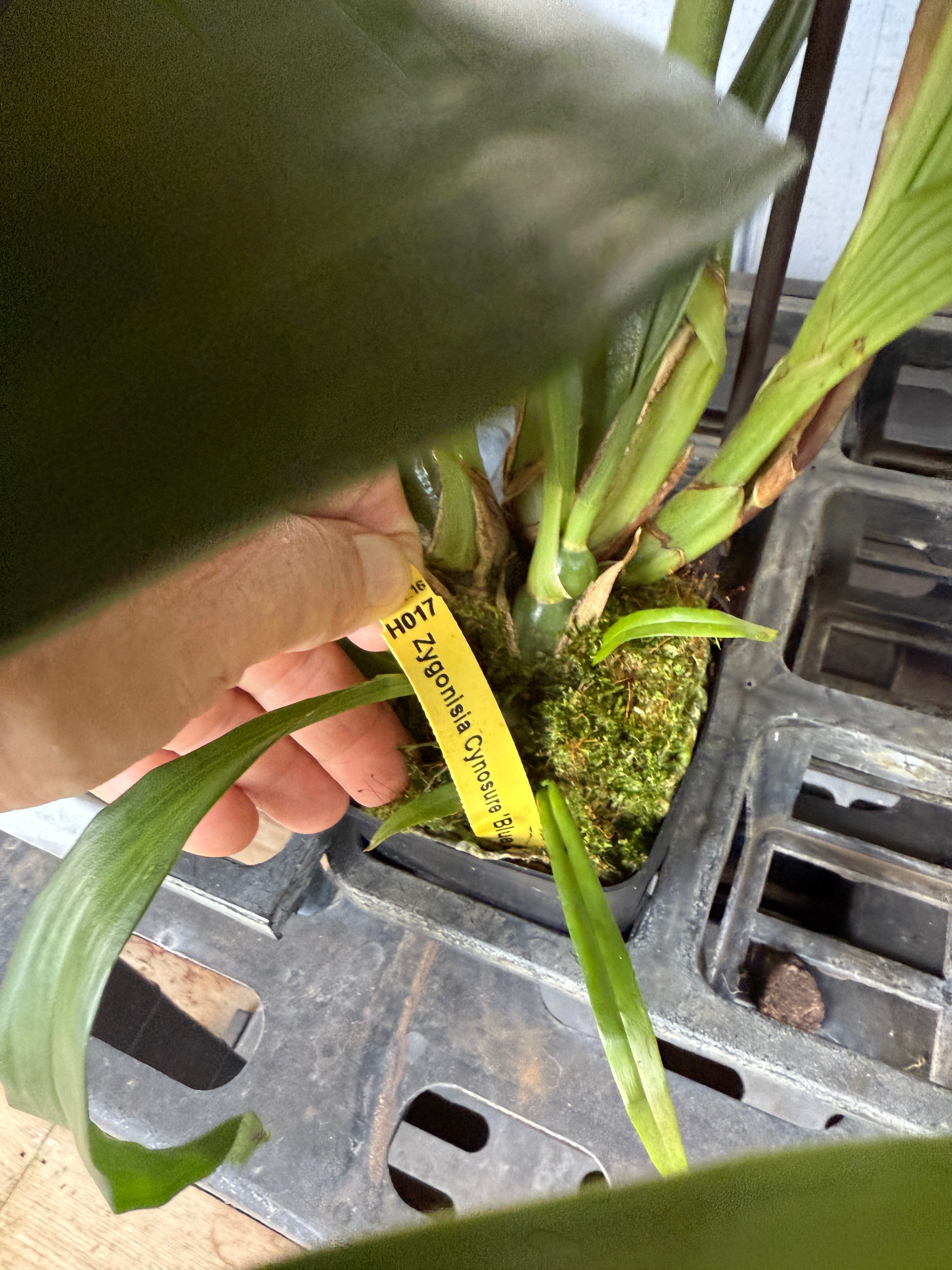 Zygonisia Cynosure 'Blue Birds' orchid – Orchid Alley