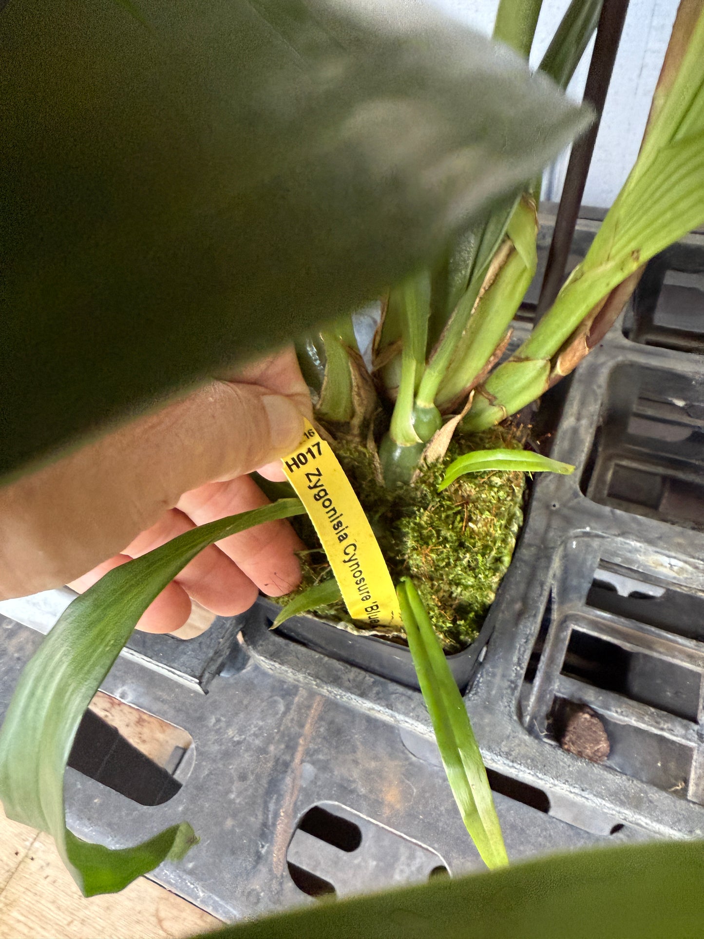 Zygonisia Cynosure 'Blue Birds' orchid