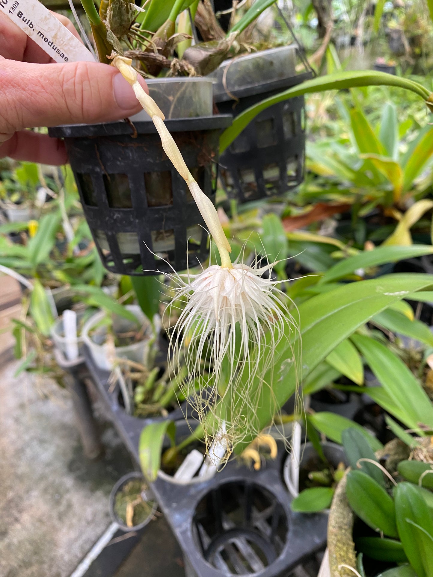 Bulbophyllum Medusae orchid