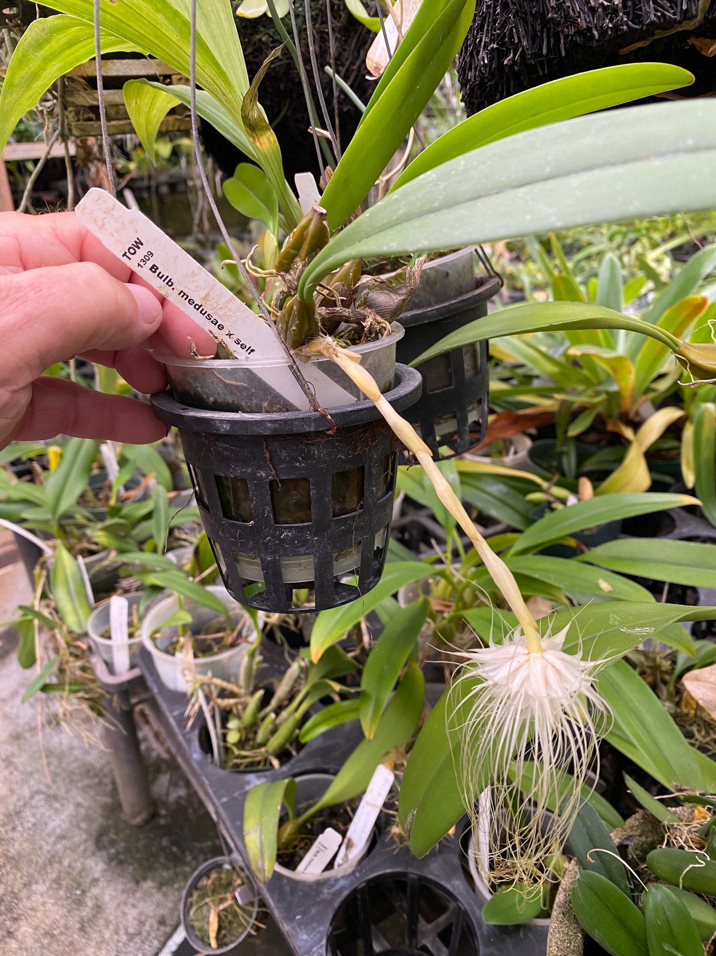 Bulbophyllum Medusae orchid