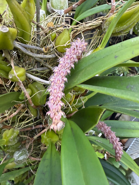 Bulb. lilacinum bare root division