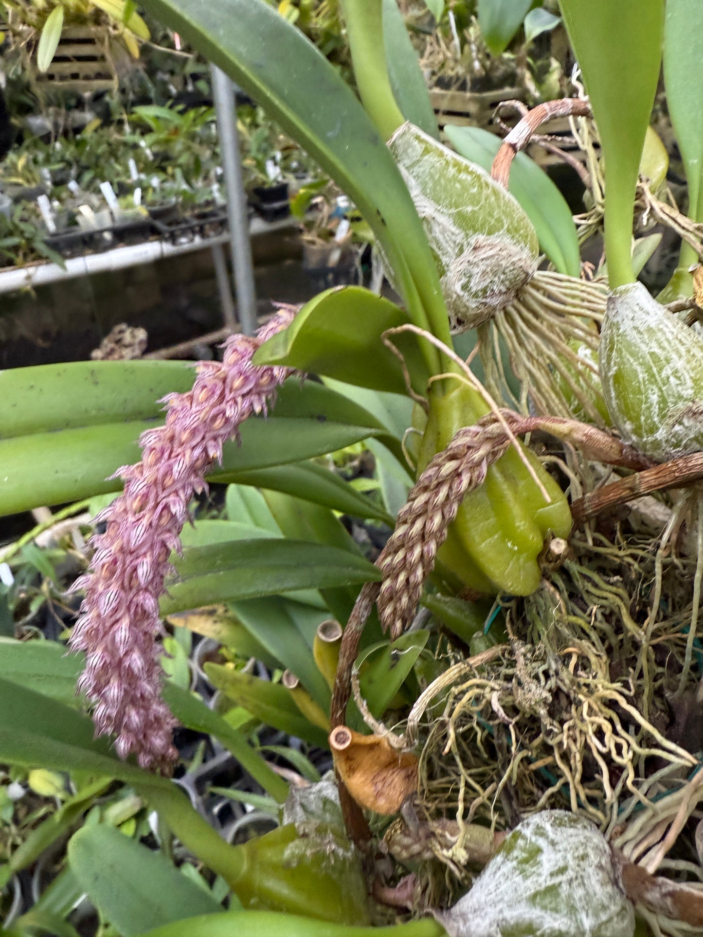 Bulb. lilacinum bare root division