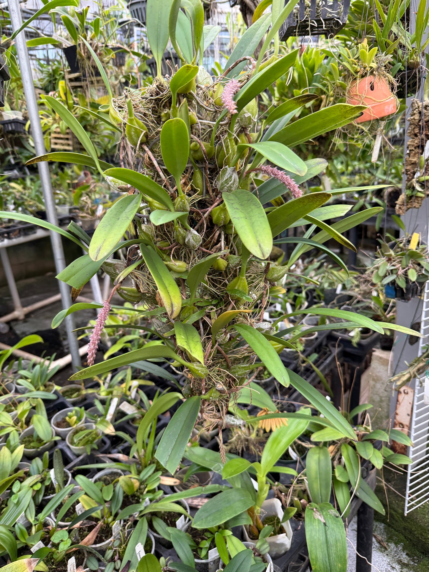 Bulb. lilacinum bare root division