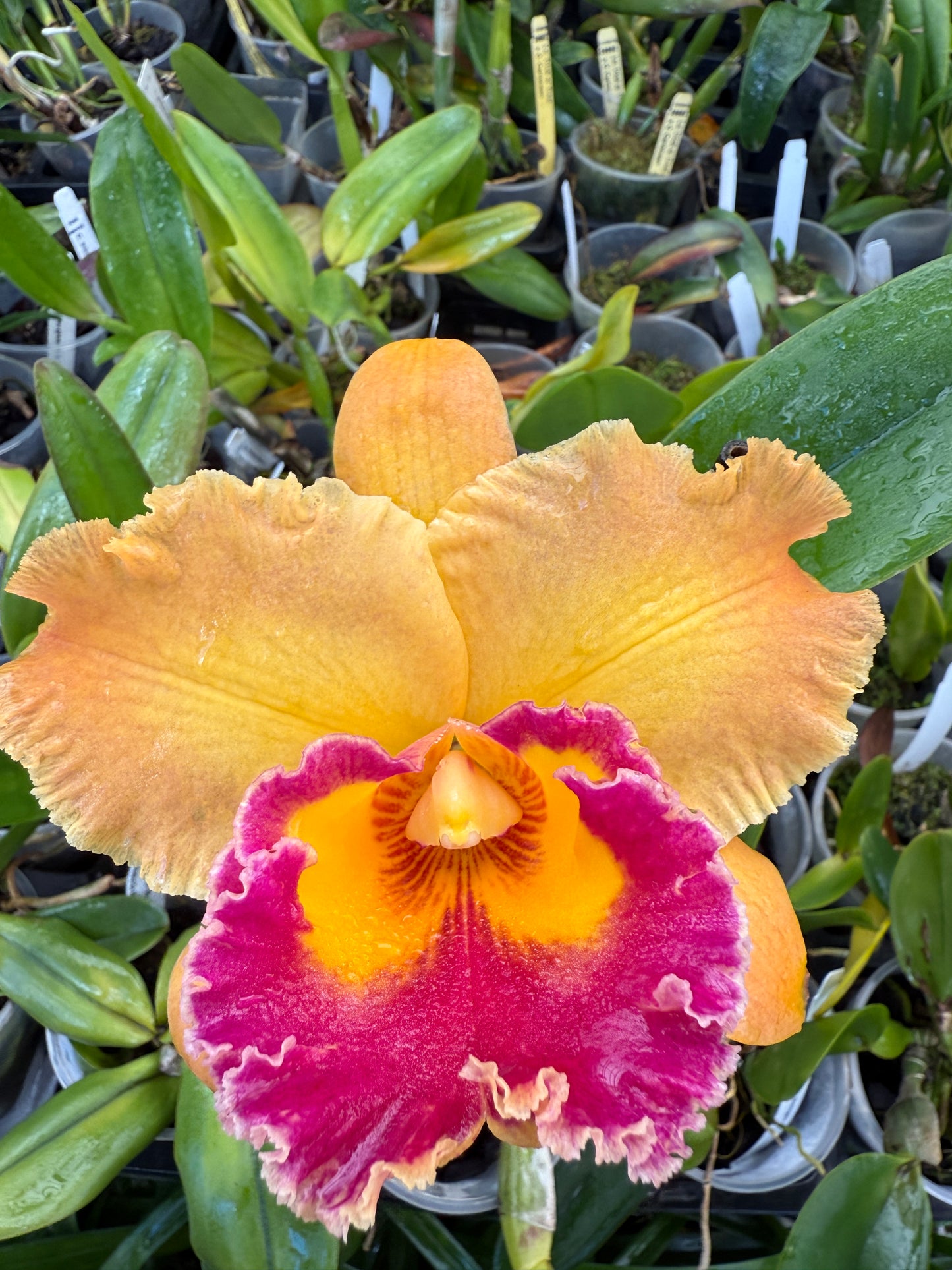 Rlc. Subprasert No. 1 x Shinaphat On Fire No. 2 orchid