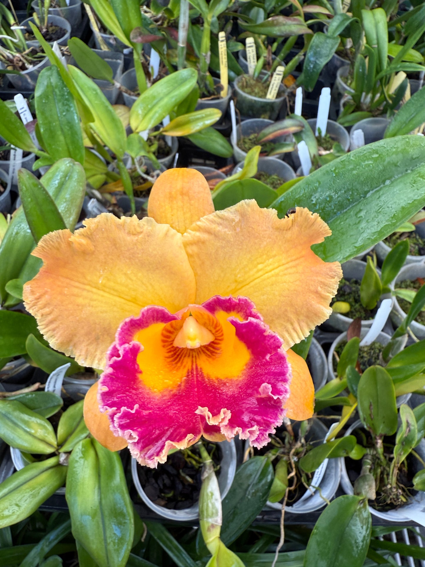Rlc. Subprasert No. 1 x Shinaphat On Fire No. 2 orchid