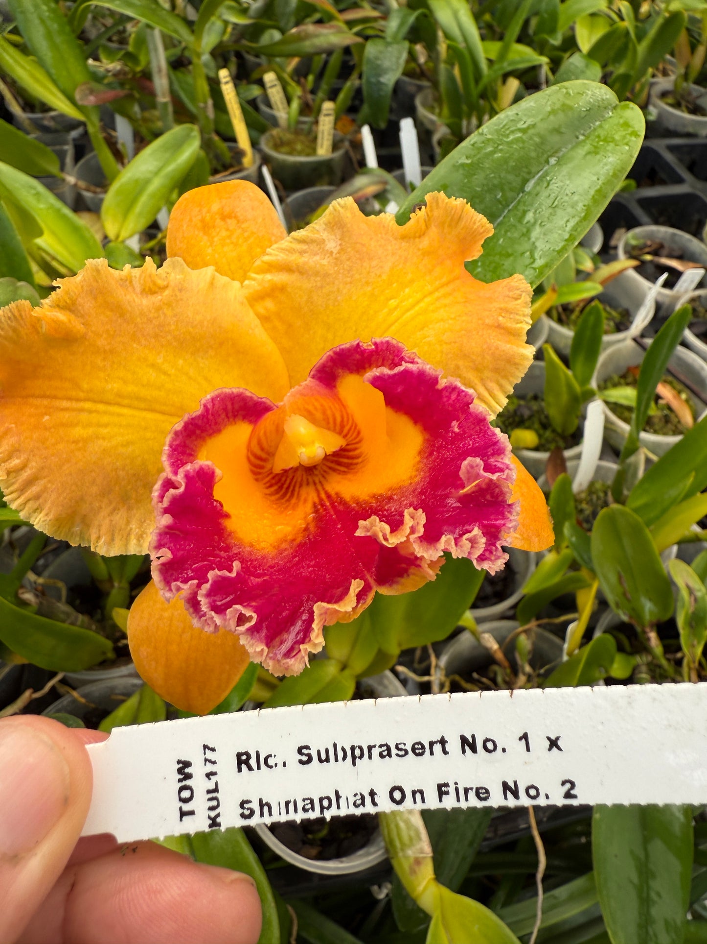 Rlc. Subprasert No. 1 x Shinaphat On Fire No. 2 orchid