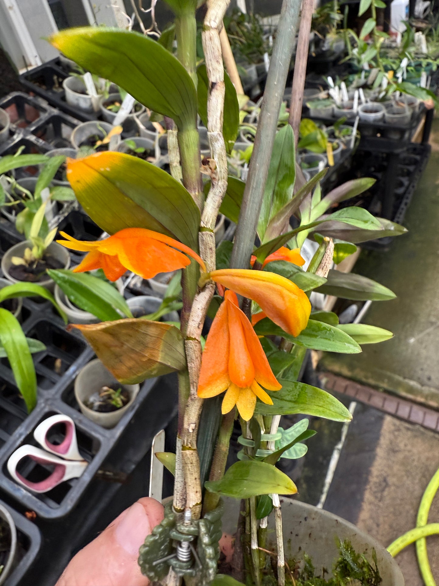 Den. chrysopterum species orchid